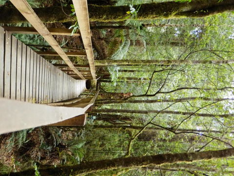 Tahune Air Walk Lodge - Accommodation Gold Coast 4