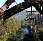 Tahune Air Walk Lodge - Accommodation Gold Coast
