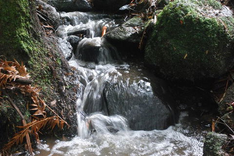 Rocky Creek Art Garden B&B - Gold Coast 4U 4