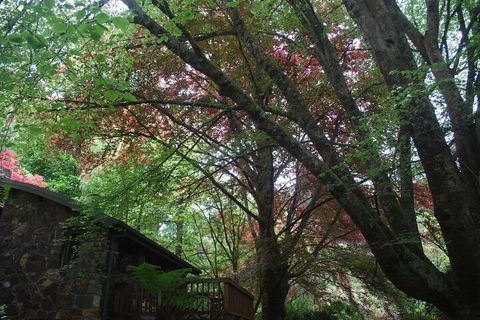 Rocky Creek Art Garden B&B - Gold Coast 4U 2