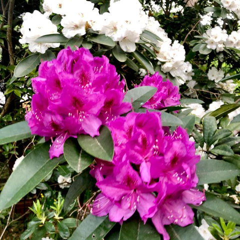 Aldgate Creek Cottage Bed & Breakfast - Accommodation Gold Coast 5