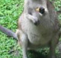 Bluewater Bed  Breakfast Cairns - Accommodation Gold Coast