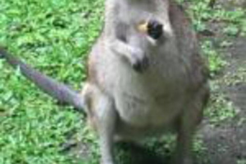 Bluewater Bed & Breakfast Cairns - Accommodation Gold Coast 0