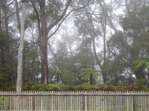 Buddha Cottage Springbrook - Accommodation Gold Coast 6