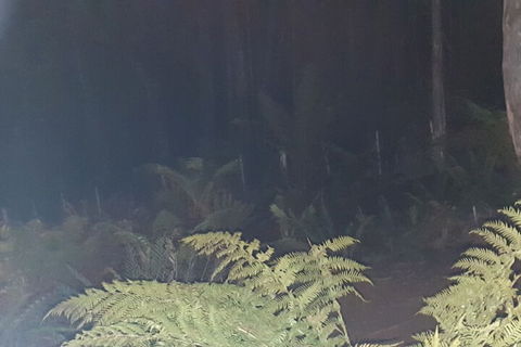 Cradle Alpine Retreat - Accommodation Gold Coast 3