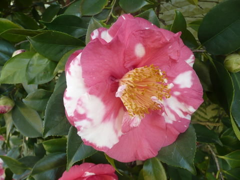 Getaway Inn Boutique Guest House - 1 Gold Coast 2