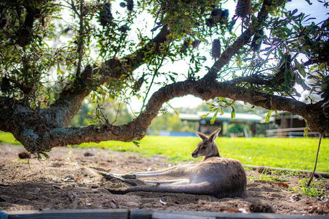 Waterfall Springs Retreat And Wildlife Sanctuary - Gold Coast 4U 5