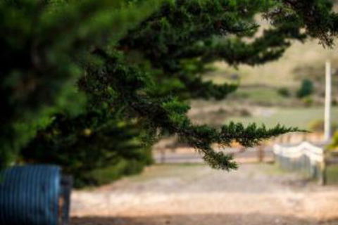 Wattle Grove Homestead Bed & Breakfast - Accommodation Gold Coast 5
