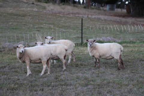 Wattle Grove Homestead Bed & Breakfast - Accommodation Gold Coast 3