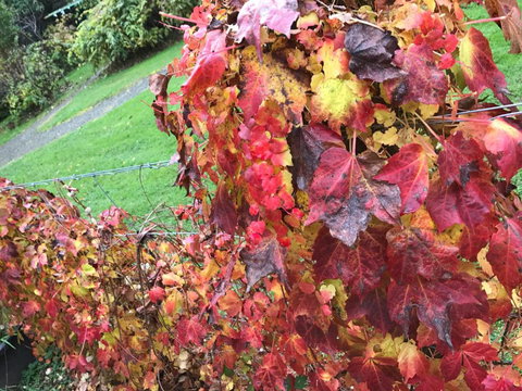 Goldberryaccommodation - Accommodation Gold Coast 3