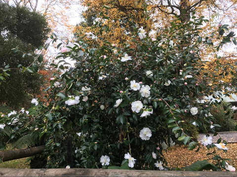 Goldberryaccommodation - Accommodation Gold Coast 5