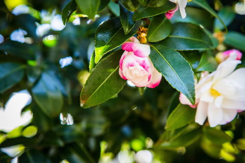 Whispering Pines Cottages - Accommodation Gold Coast 3