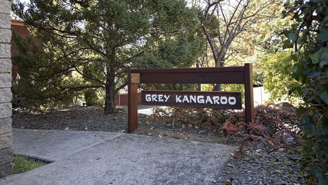 Grey Kangaroo- On Lake Jindabyne Foreshore - Accommodation Gold Coast 0
