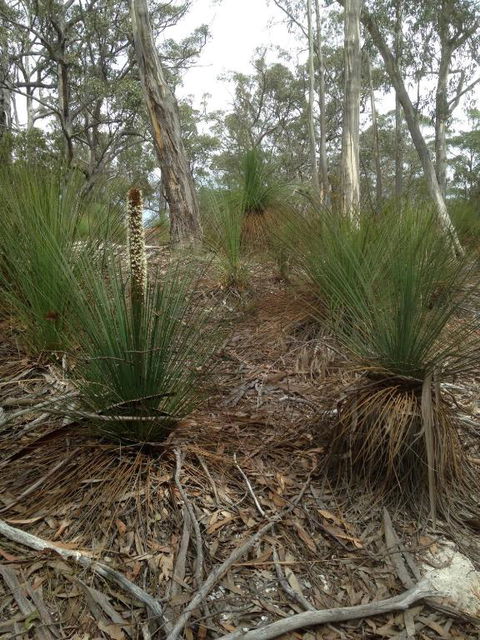 Echidna On Bruny - Accommodation Gold Coast 1