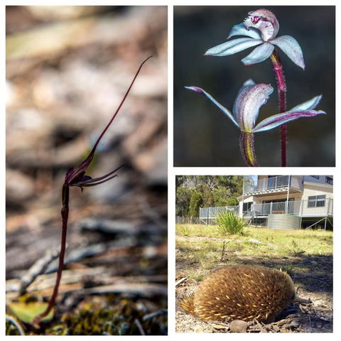 Echidna On Bruny - Accommodation Gold Coast 5