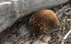 Echidna On Bruny - thumb 2