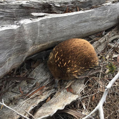 Echidna On Bruny - Accommodation Gold Coast 2
