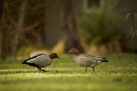 Ironstone Romantic Couples Retreat - Accommodation Gold Coast 2