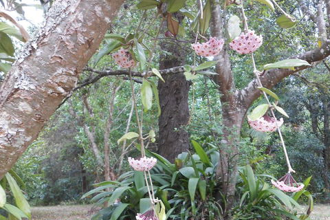 Crabbes Creek Cottages - Gold Coast 4U 5