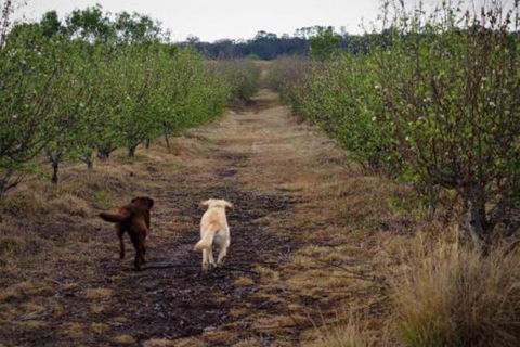Straw House Farm B & B - Gold Coast 4U 2