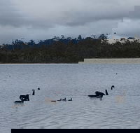 Lake Yalleena Nature Retreat - Accommodation Gold Coast