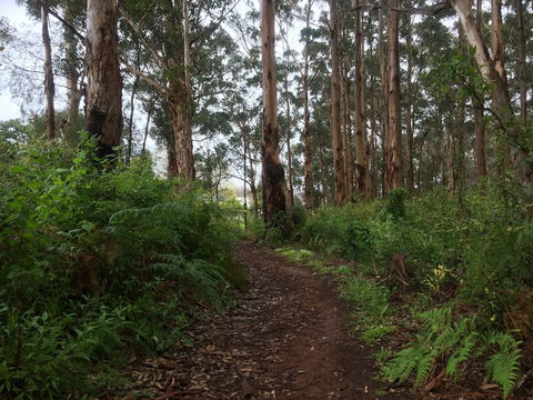 Margarets Forest - Accommodation Gold Coast 3