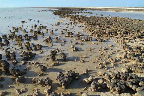 Hamelin Pool Caravan Park - 1 Gold Coast 3