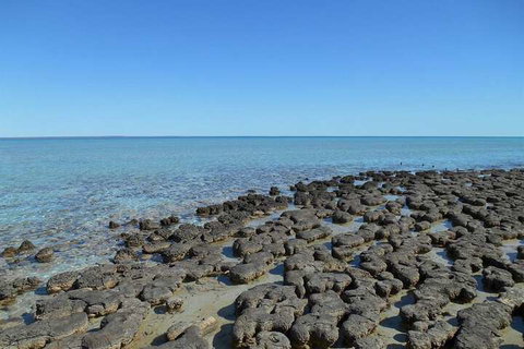 Hamelin Pool Caravan Park - 1 Gold Coast 4