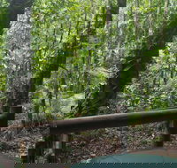 Daintree Crocodylus - Gold Coast 4U