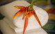 Parap Village Serviced Apartments - thumb 1