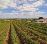 Barossa Valley Lyndoch - Accommodation Gold Coast