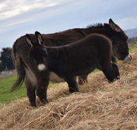 Malakai Farm Stay - Gold Coast 4U