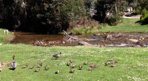 RiverCottage Selfcontained - Accommodation Gold Coast 3