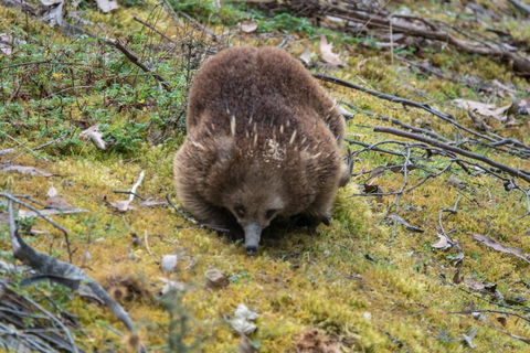 Acacia Hills Retreat - 1 Gold Coast 1