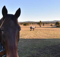 Clydesdale Cottage on Talga with real Clydesdale Horses - Accommodation Gold Coast