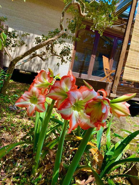 Graces Of Byron - Accommodation Gold Coast 6