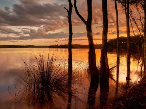 Banksia - Accommodation Gold Coast 3