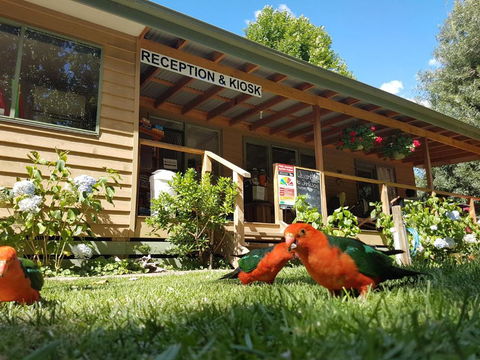 Jamieson Caravan Park - 1 Gold Coast 4