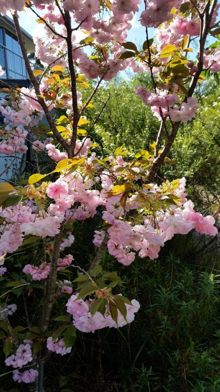 Beezneez B & B - Accommodation Gold Coast 5