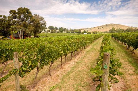 Fergusson Winery Homestead Accomodation - Accommodation Gold Coast 3
