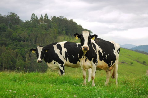 The Ridge - Gloucester - 1 Gold Coast 3