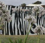 Zebras Guest House - Accommodation Gold Coast