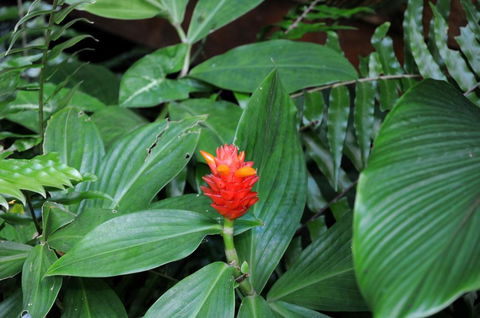 Cow Bay Homestay B & B - Gold Coast 4U 3