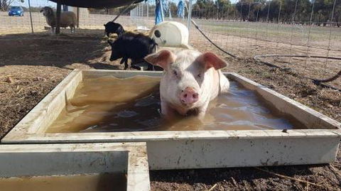 A Better Life Animal Sanctuary FarmStay Private Two Bedrooms Lounge Room & Bathroom & Toilet Shared Kitchen - Accommodation Gold Coast 2