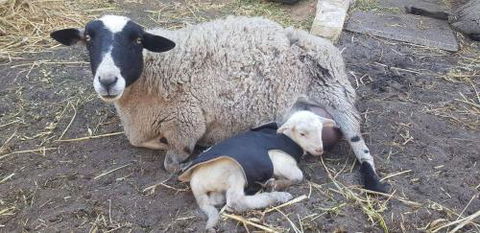 A Better Life Animal Sanctuary FarmStay Private Two Bedrooms Lounge Room & Bathroom & Toilet Shared Kitchen - Accommodation Gold Coast 1