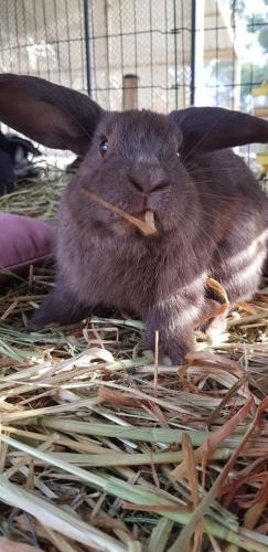 A Better Life Animal Sanctuary FarmStay Private Two Bedrooms Lounge Room & Bathroom & Toilet Shared Kitchen - Accommodation Gold Coast 5