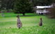 Barn Hives Yallingup - thumb 4