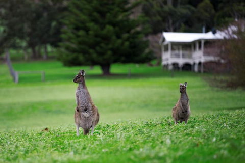 Barn Hives Yallingup - Gold Coast 4U 4