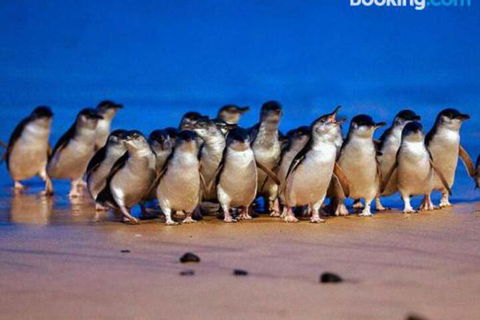 Lantana - Accommodation Gold Coast 0