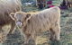 Maggies Farmstay - thumb 4